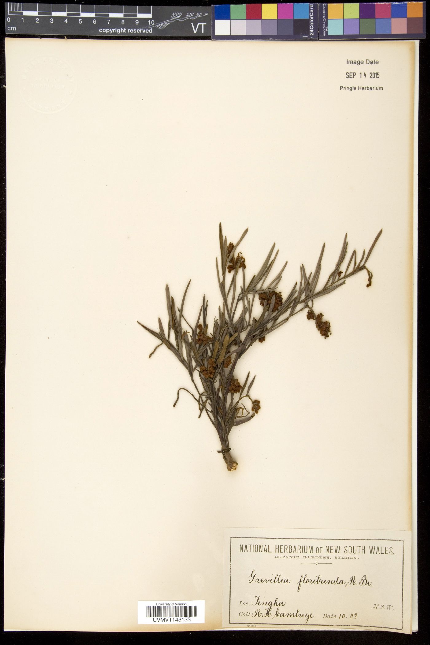 Grevillea floribunda image