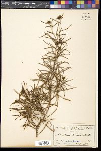 Grevillea linearis image