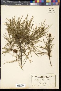 Grevillea linearis image