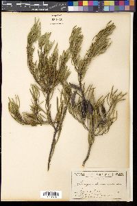 Grevillea linearis image