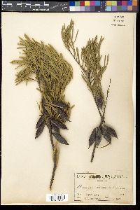 Grevillea linearis image