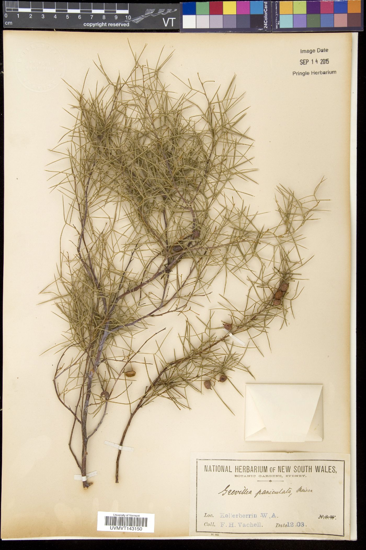 Grevillea paniculata image