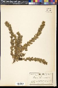 Grevillea mucronulata image