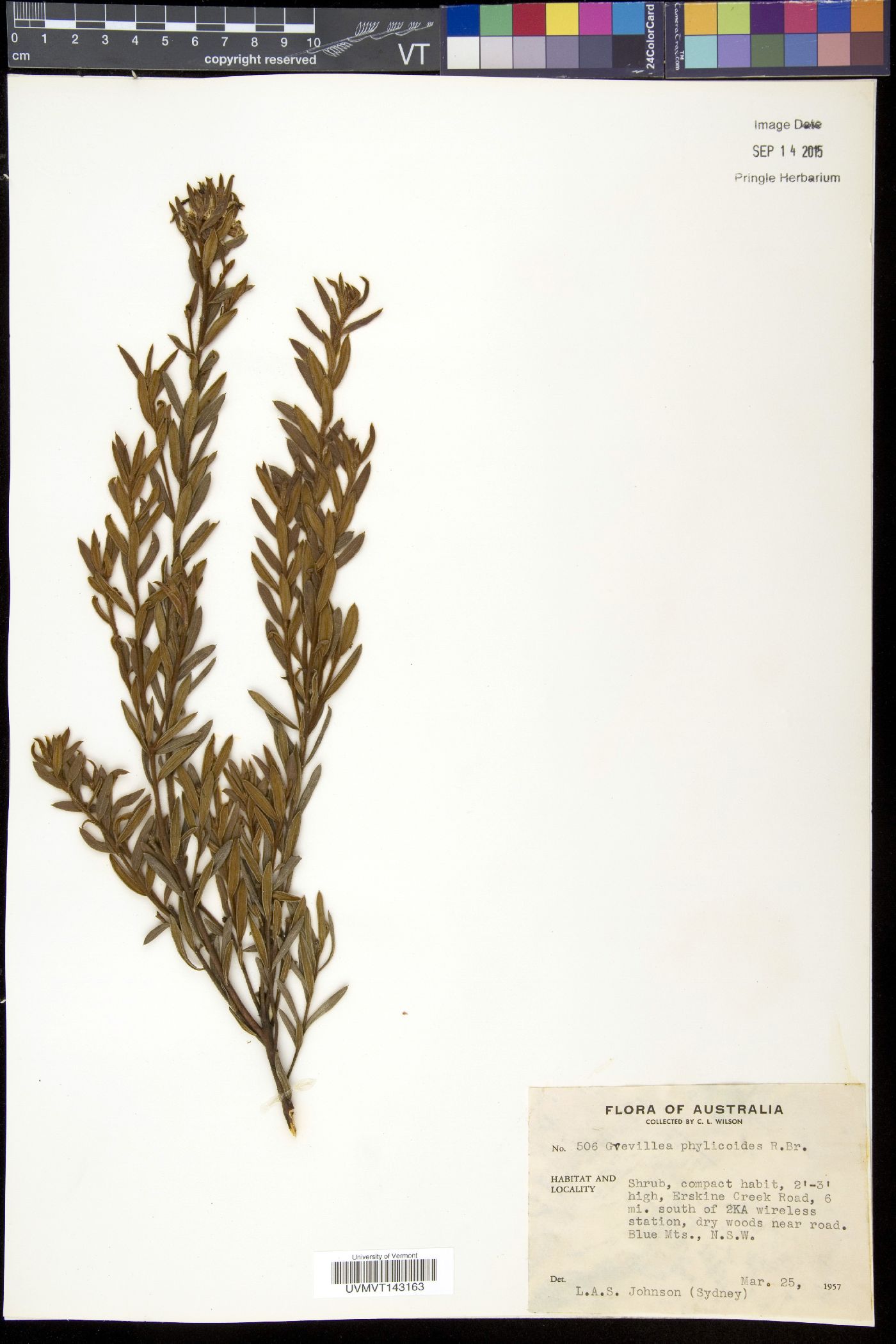 Grevillea phylicoides image