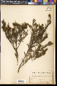 Grevillea phylicoides image