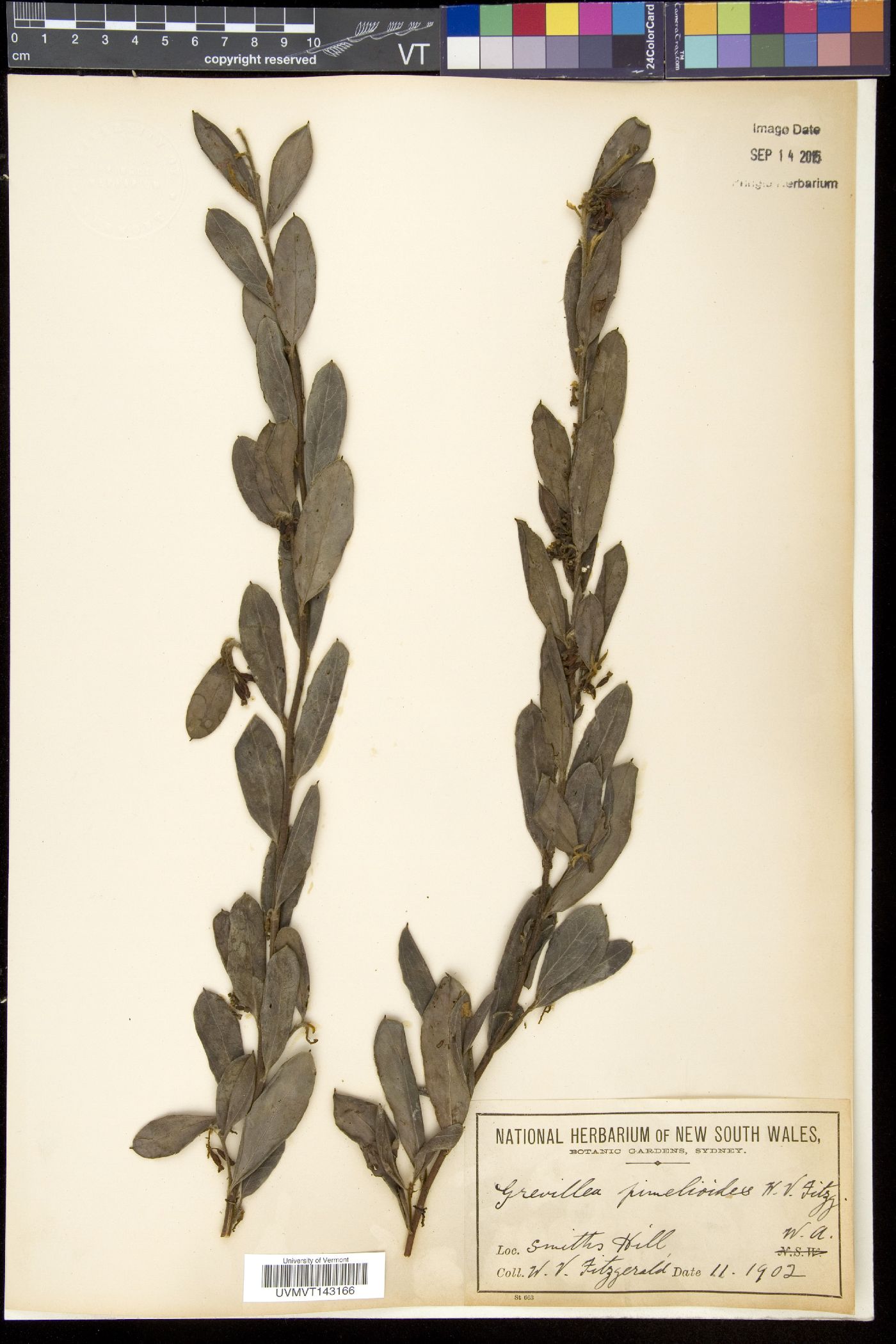 Grevillea pimeleoides image