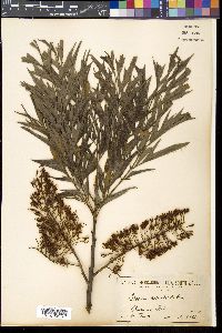 Grevillea robusta image