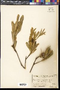 Grevillea parallela image