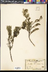 Grevillea thelemanniana image