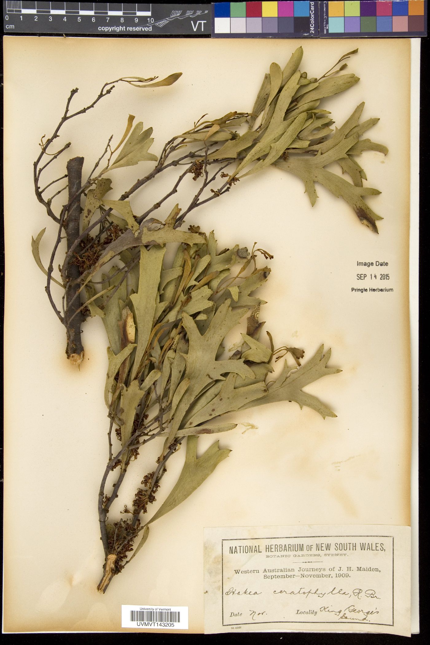 Hakea ceratophylla image