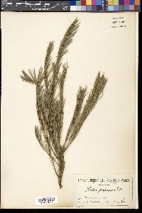 Hakea propinqua image