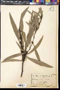 Hakea salicifolia image