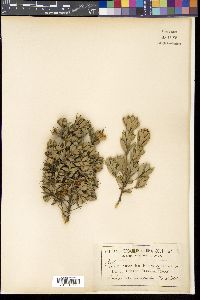 Image of Hakea ruscifolia