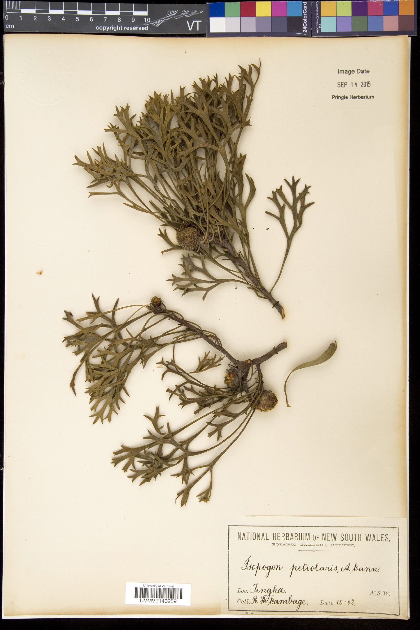 Isopogon image
