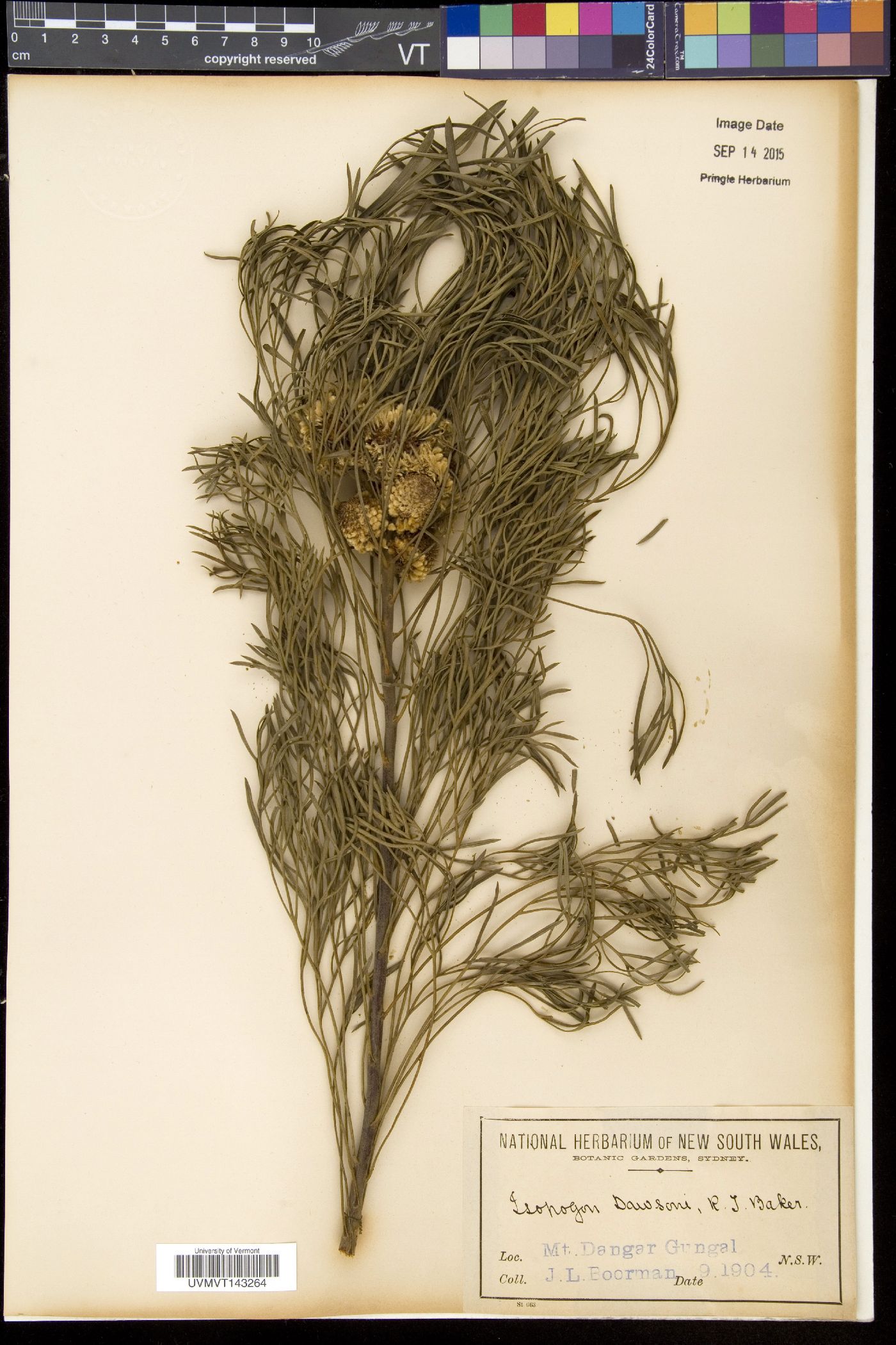 Isopogon image