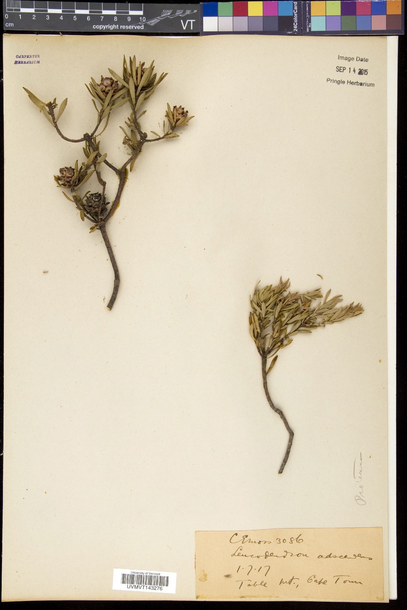 Leucadendron salignum image