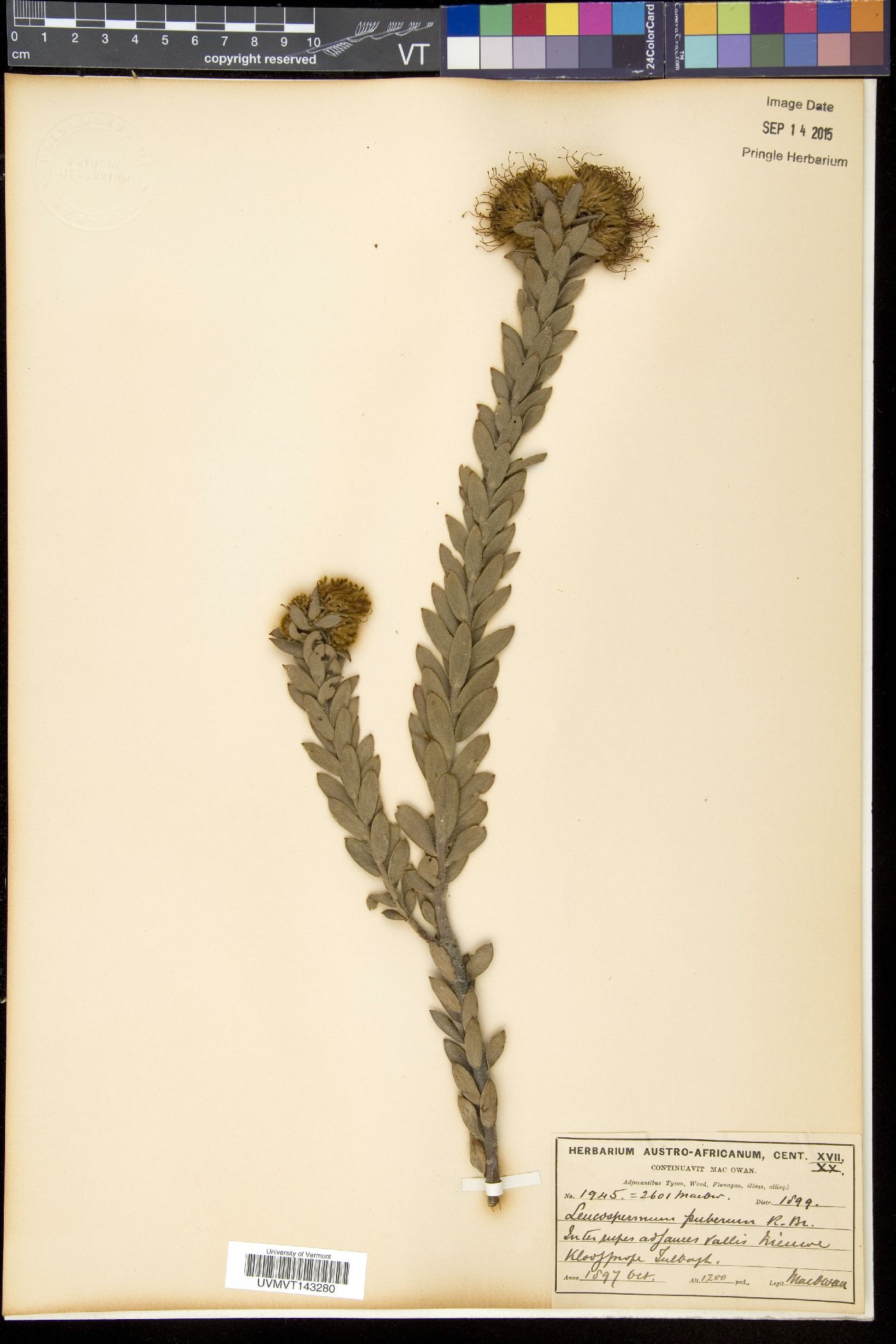 Diastella thymelaeoides subsp. thymelaeoides image