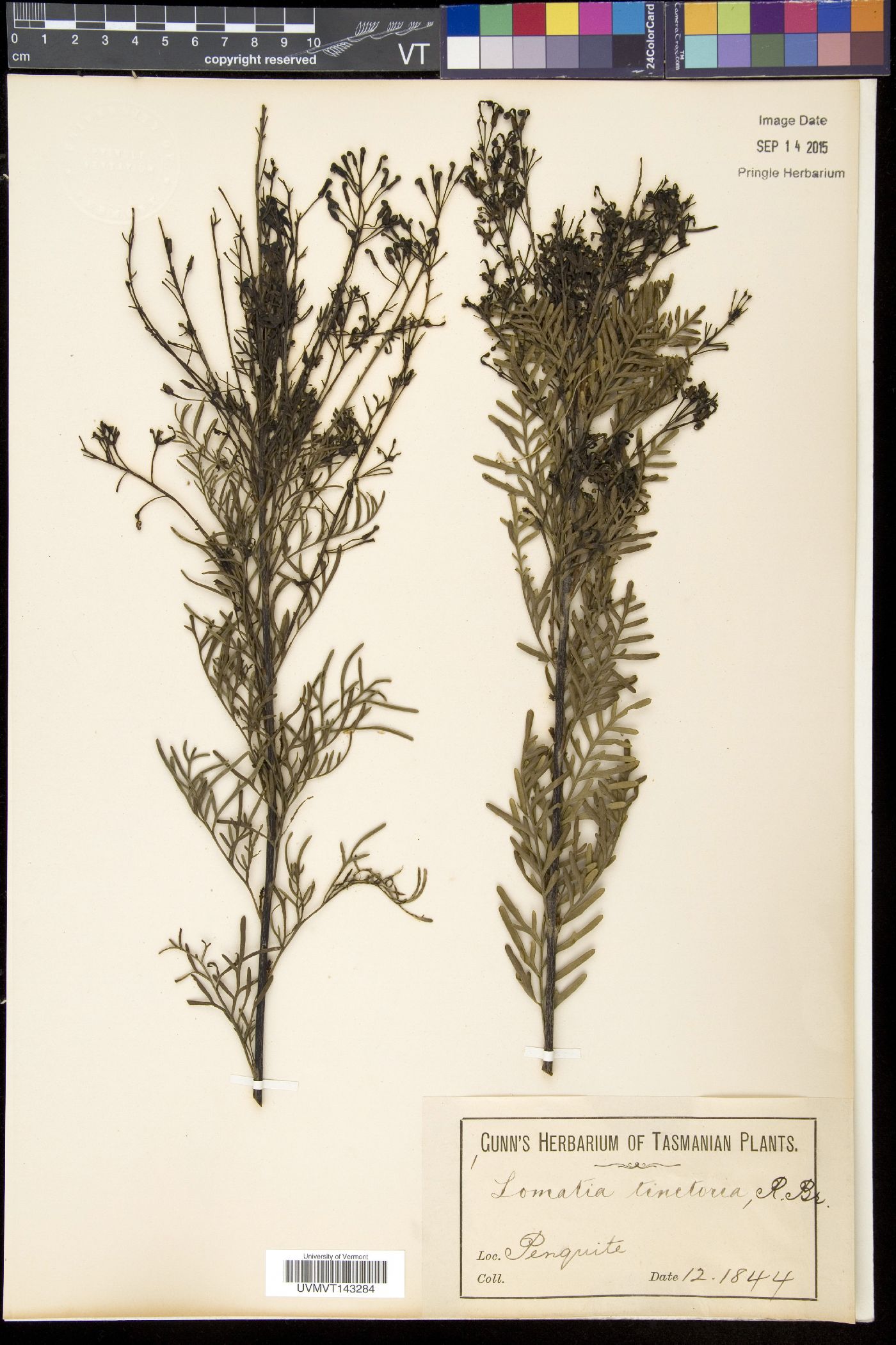 Lomatia image