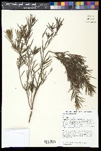 Image of Persoonia virgata