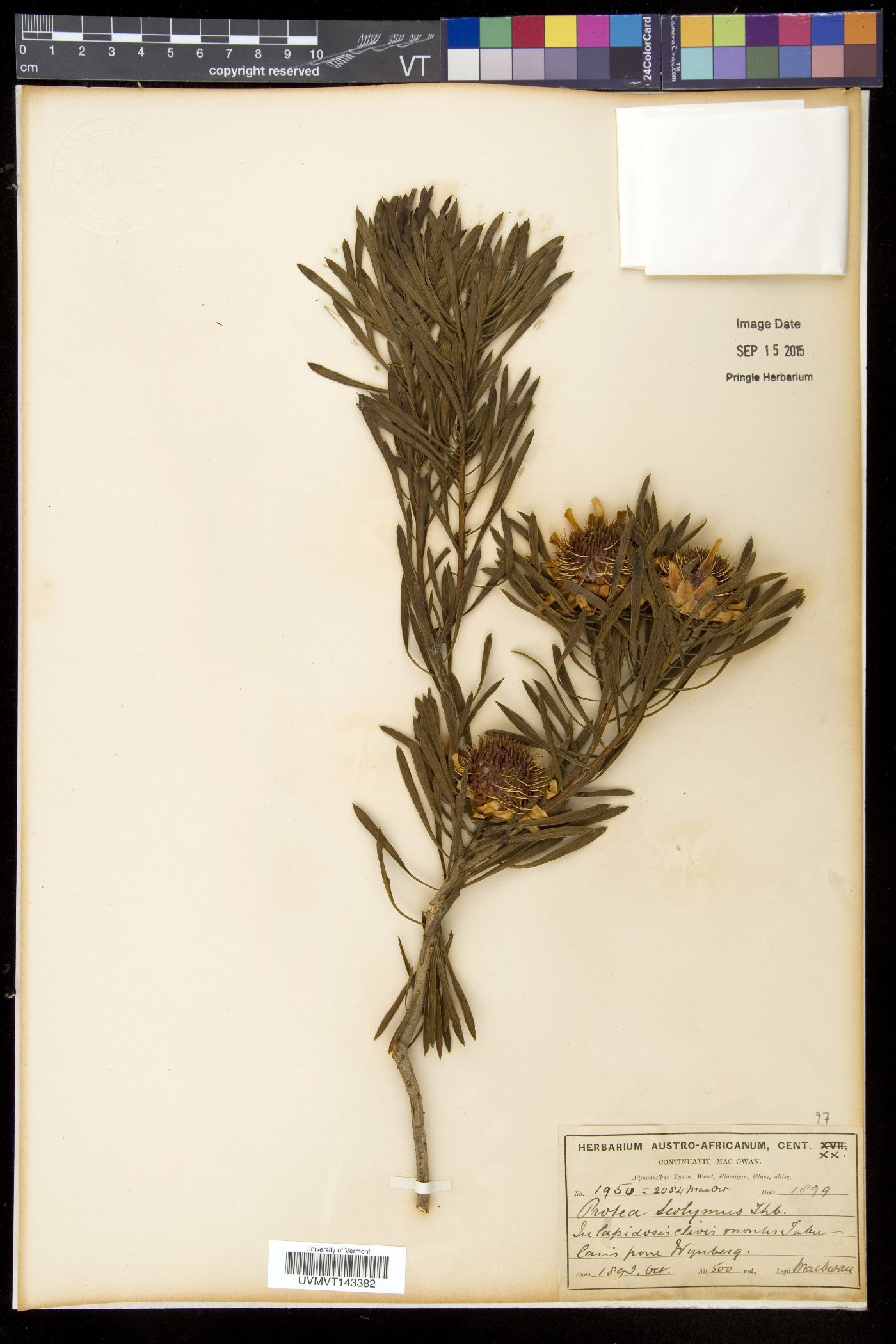 Protea scolymocephala image