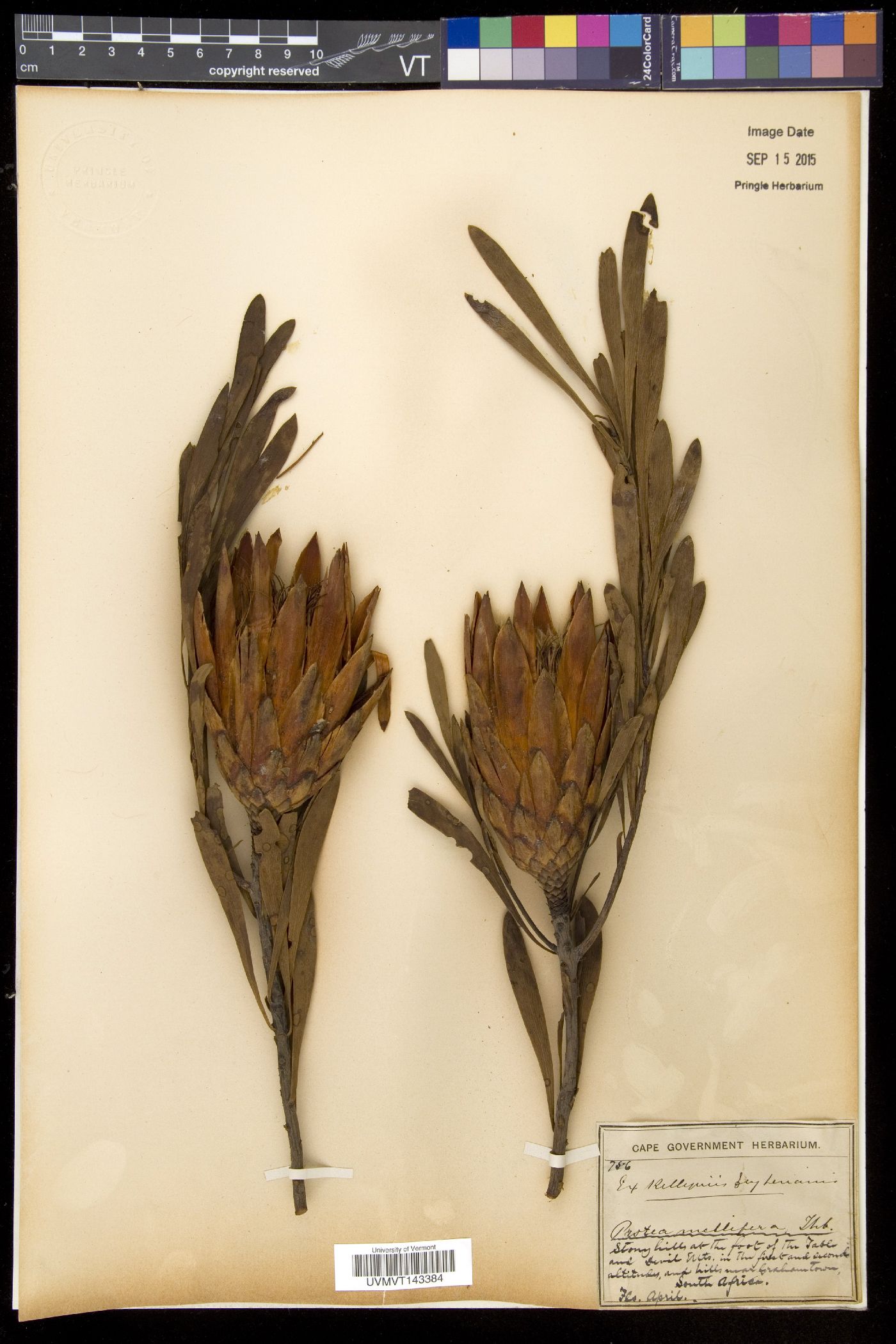 Protea mellifera image