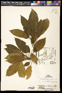 Trochodendron aralioides image