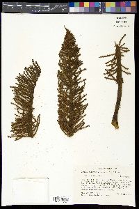 Gunnera talamancana image