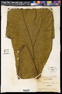 Image Associated With the Occurence