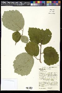 Fothergilla major image