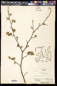 Hamamelis japonica image