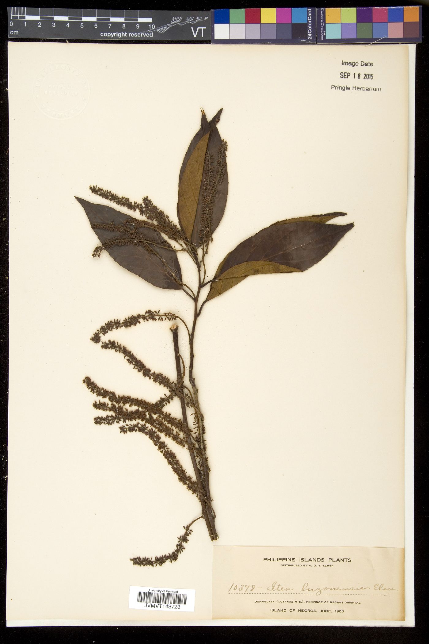Itea macrophylla image