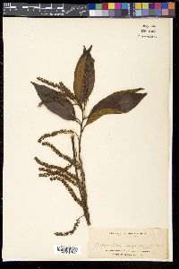 Itea macrophylla image