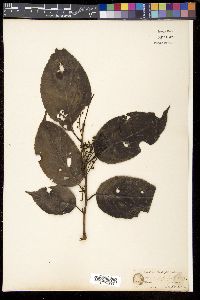 Itea macrophylla image