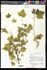 Ribes americanum image