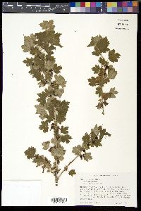 Ribes hirtellum image