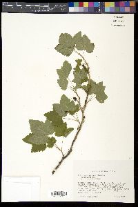 Ribes hudsonianum image