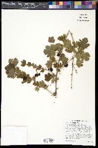 Ribes missouriense image