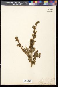 Image of Ribes leptostachyum