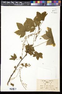 Ribes japonicum image