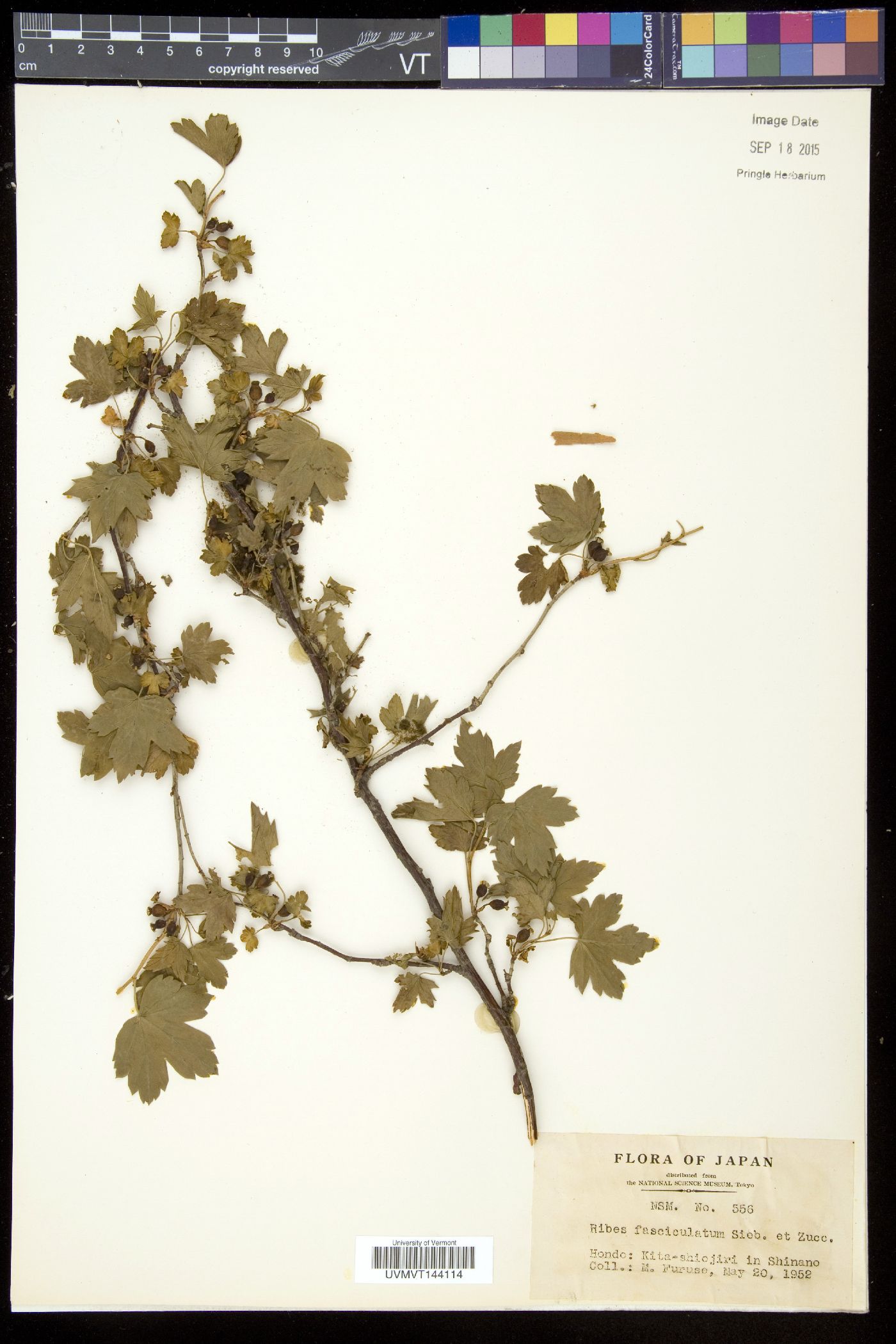 Ribes fasciculatum image