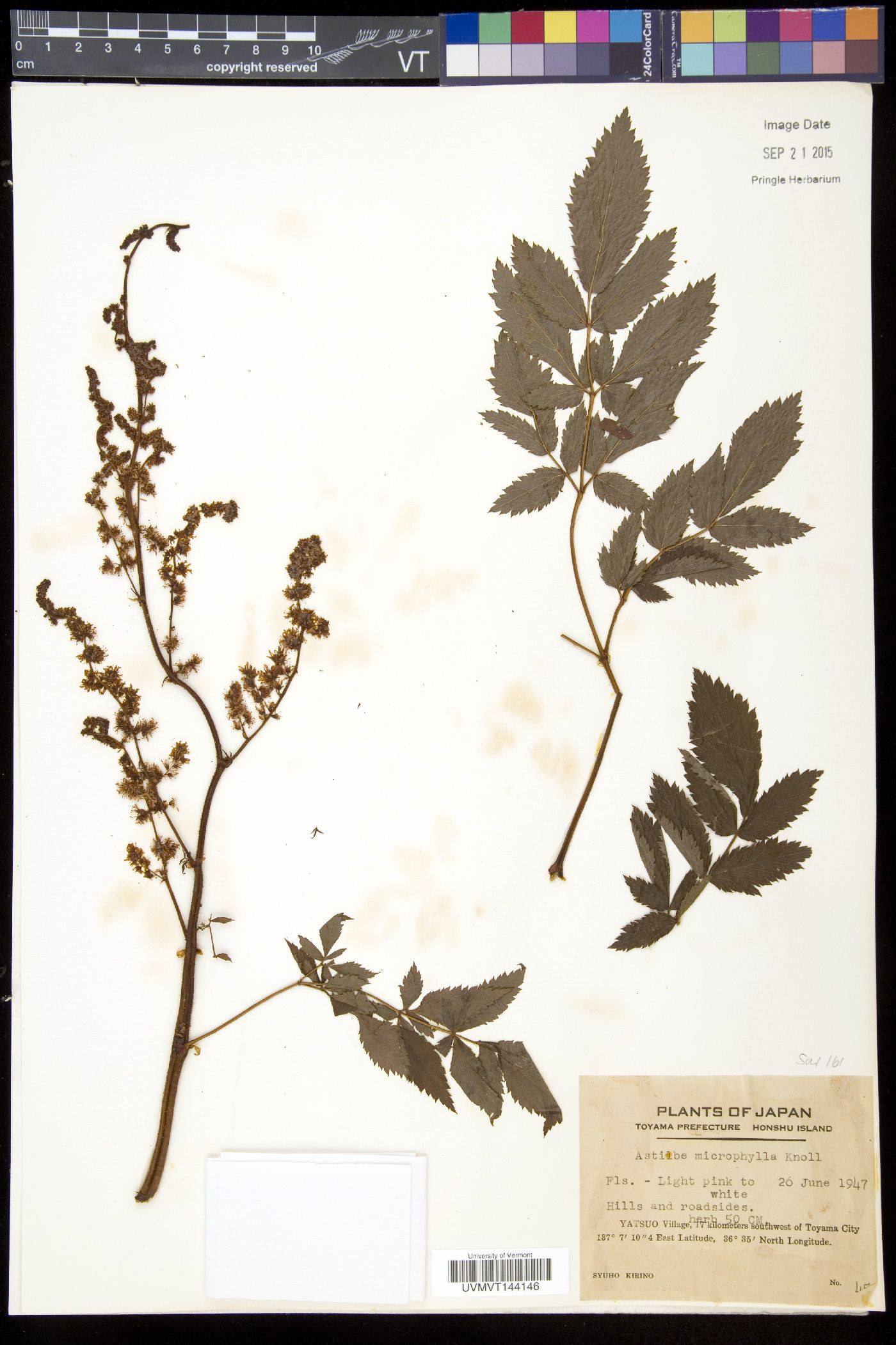 Astilbe microphylla image