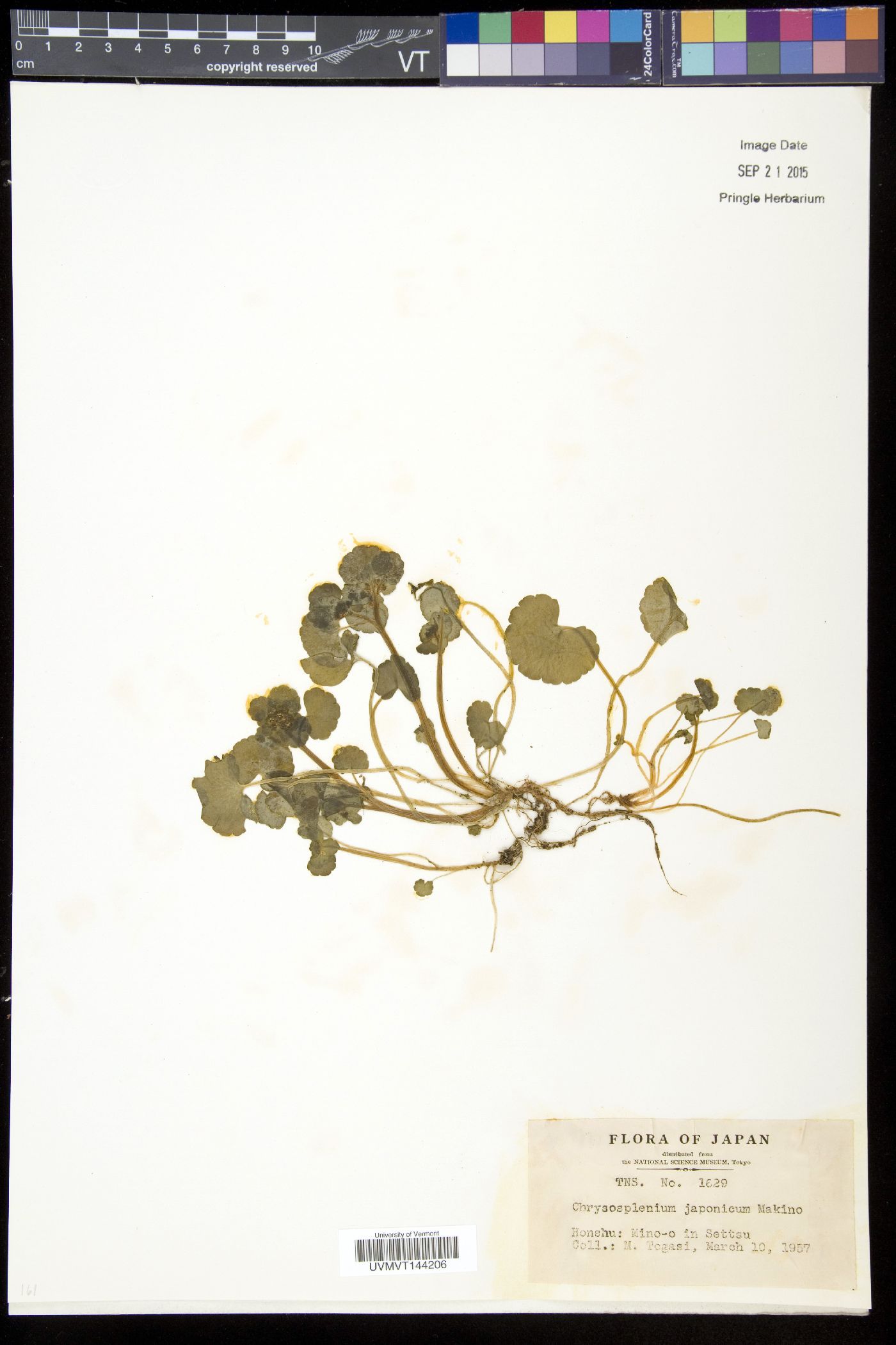 Chrysosplenium japonicum image