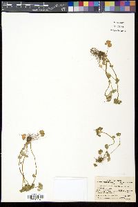 Image of Chrysosplenium japonicum