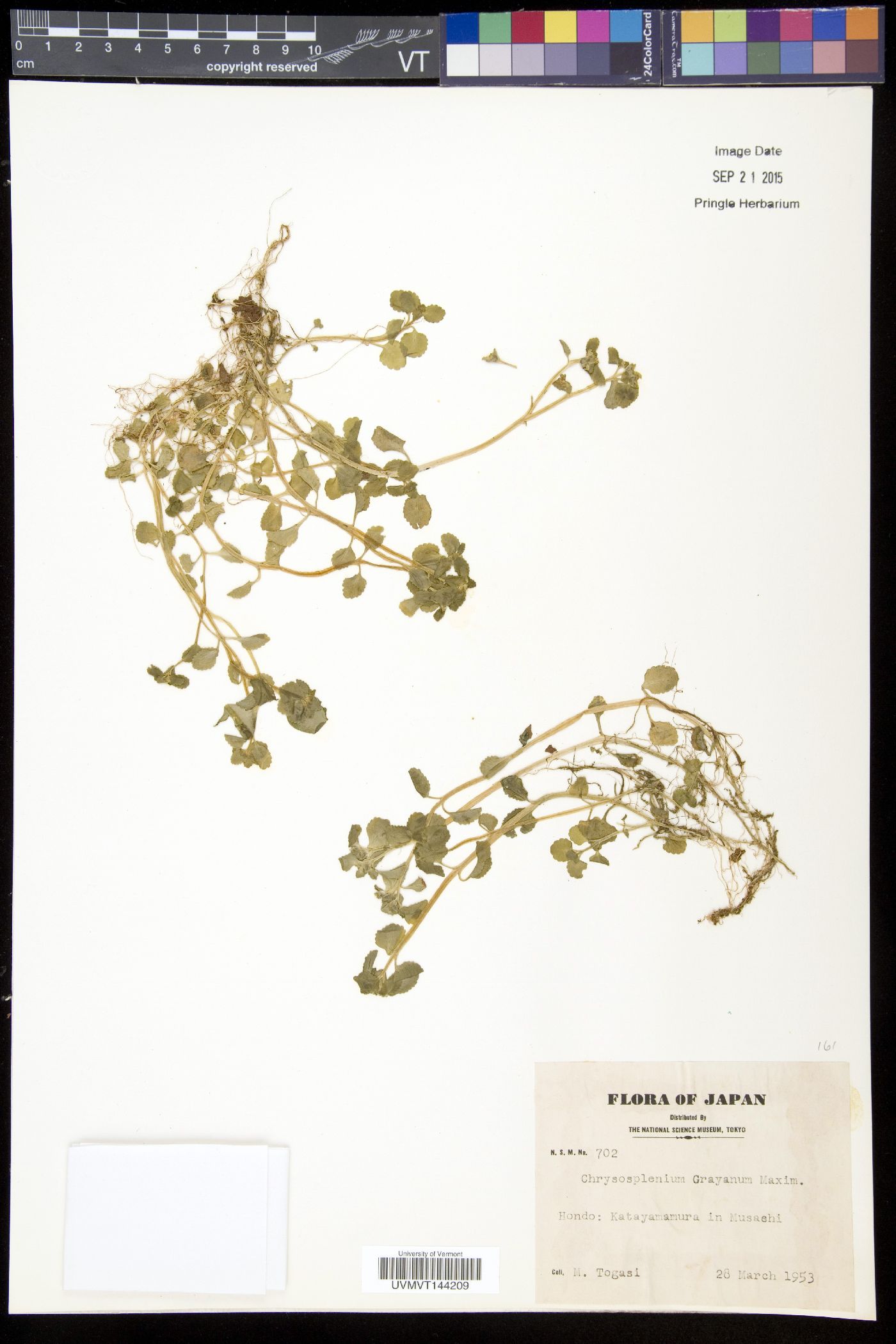Chrysosplenium grayanum image