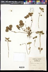 Chrysosplenium fauriae image