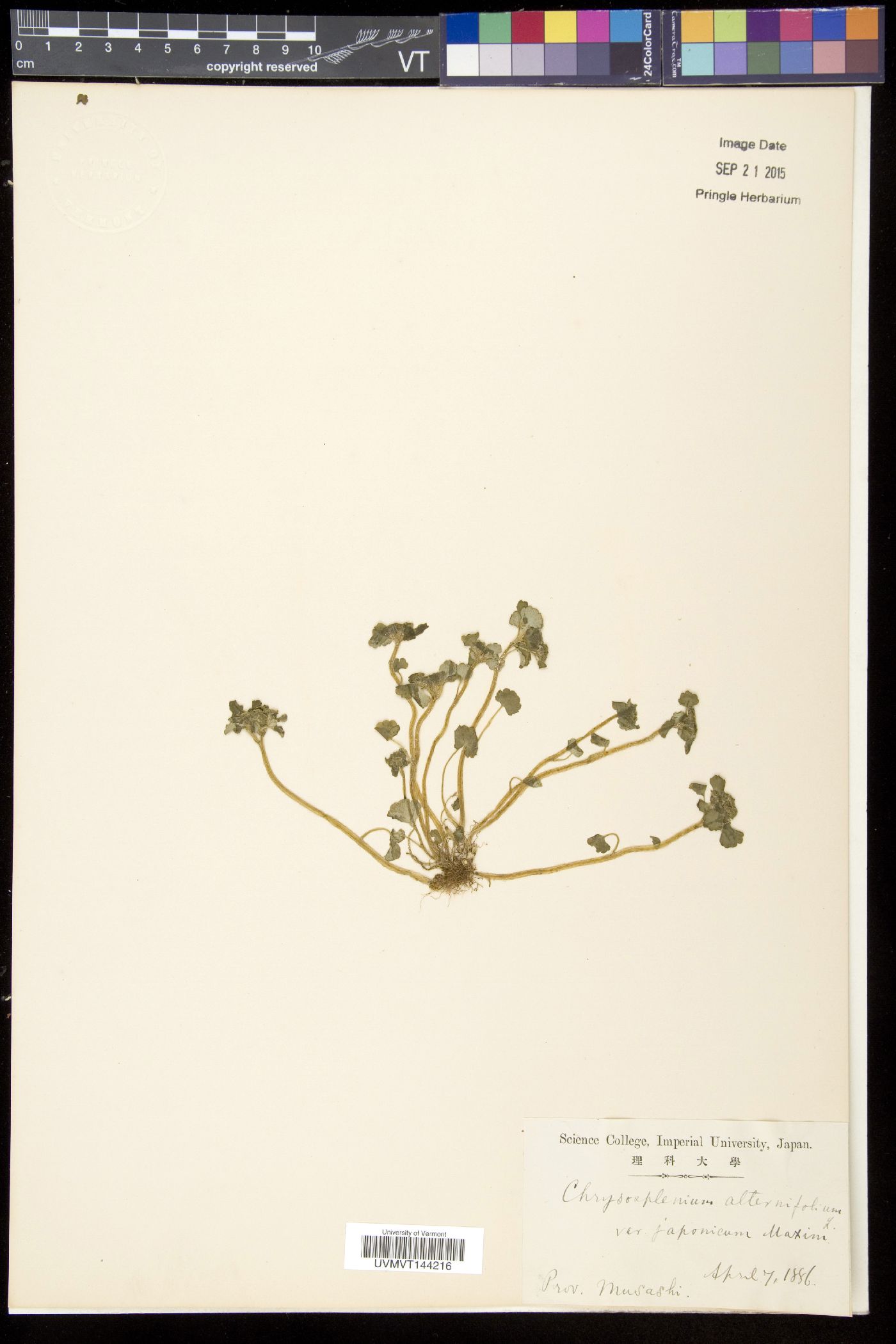 Chrysosplenium japonicum image
