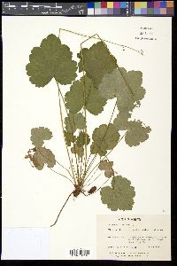 Heuchera americana image