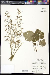 Heuchera americana image