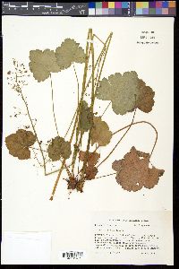 Heuchera americana image