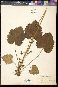 Heuchera americana image